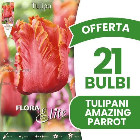 OFFERTA 21 BULBI TULIPANO AMAZING PARROT BULBS BULBES