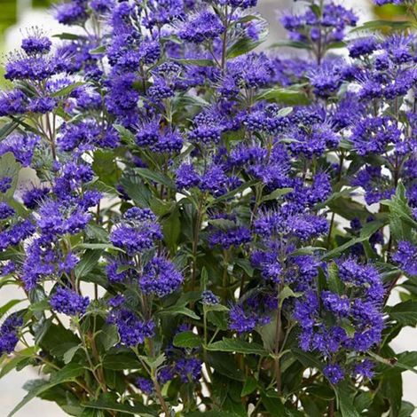 1 PIANTA CARYOPTERIS CLANDONENSIS GRAND BLUE VASO 18CM CADUCIFOGLIA (1/2)