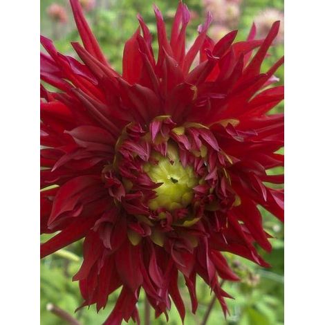 Dahlia dentelles 'Jaxon' Bulbe calibre I
