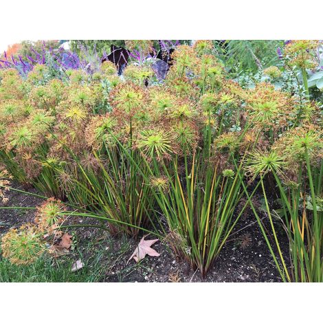 CYPERUS HASPAN PAPIRO IN VASO 12CM