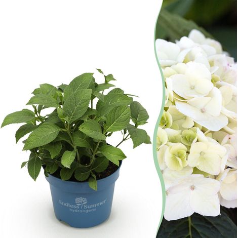Hortensia Endless Summer The Bride Plante de Jardin Fleurs Blanches Résistante à l'Hiver Pot 14 cm - PANGIVO (1/5)