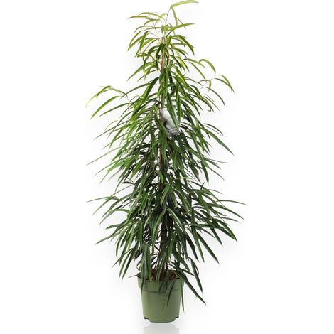 Gardenaria Ficus binnendijkii 'Alli' - Pianta da interno ornamentale - Altezza: 100 cm (vaso 21) (1/5)