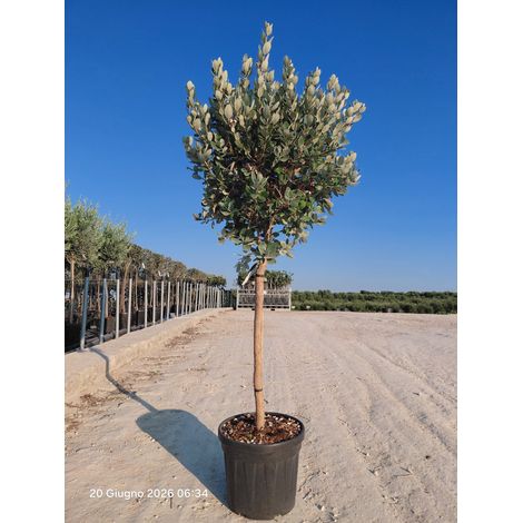 ACCA SELLOWIANA (Feijoa) ALB.40 1/2 FUSTO Lt.30