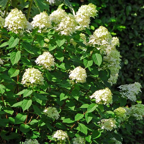 Gardenaria Ortensia - Hydrangea Paniculata 'Pastel Green' - Pianta acidofila ornamentale da esterno - Altezza: 40/50 cm (vaso19) (1/2)