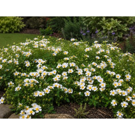 Gardenaria Cistus salviifolius - Arbusto ornamentale da giardino - Altezza: 40/60 cm (vaso19) (1/3)