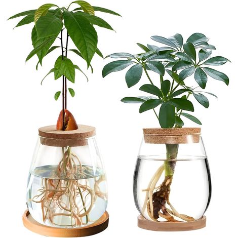 Lot de 2 stations de propagation hydroponique, 12 cm x 11 cm, vase en verre pour plantes aquatiques ou fleurs, décoration de table de bureau à domicile (1/5)