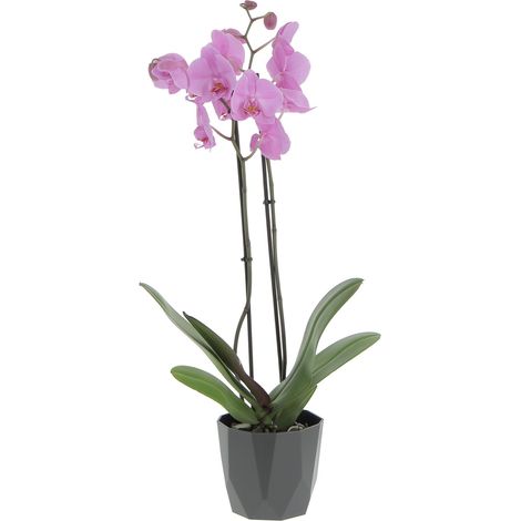 Orchidea Phalaenopsis Rosa con Eco-Vaso Rock Black - Piante Vere Fiorite da Appartamento - H 60-70 cm Vaso Ø 12 cm (1/4)