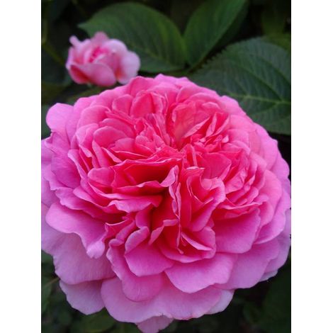 Rosier anglais 'Princess Alexandra of Kent'® Pot de 4L/5L (1/4)
