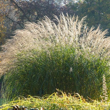 Bloomique - Lot de 3 - Miscanthus Sinensis - Roseau fleuri - Graminée ornementale - Plantes de jardin - Résistant à l'hiver - Hauteur 10-20 cm - Pot 9x9 cm (1/5)