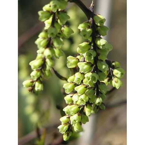 Stachyurus chinensis 'Celina' Pot de 7,5L/10L (1/4)