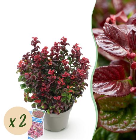 Leucothoe axillaris Curly Red Arbuste Persistant Lot de 2 Plantes de Jardin Rouge et Vert 40 cm - PANGIVO (1/5)