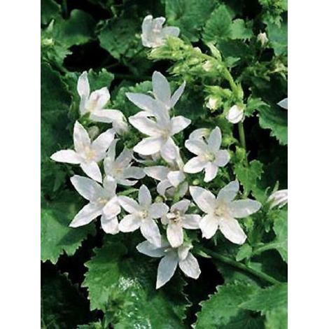 Campanule des murets 'E.H. Frost' Godet de 8/9 cm (1/3)