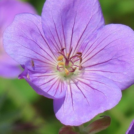 Geranium Rozanne Blu in Vaso da 17cm