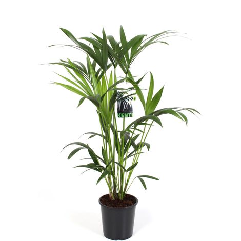 Palmier Kentia Howea Forsteriana Plante Verte d'Intérieur Tropicale Ø19 cm Hauteur 80 cm - PANGIVO