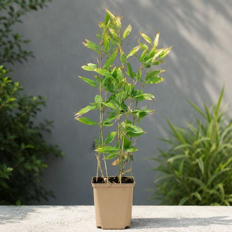 Gardenaria Bambù Nano Tsudoi - Shibataea kumasaca 'Tsudoi' - Bambù ornamentale da esterno - Altezza: 30 cm (vaso 16) (1/2)