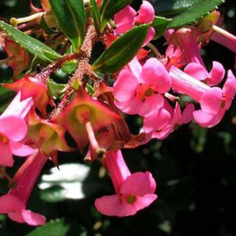 Escallonia rubra macrantha - 40-50 cm pot