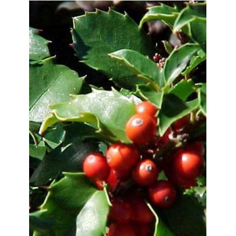 Houx 'Blue Princess' Pot de 2L/3L (1/3)
