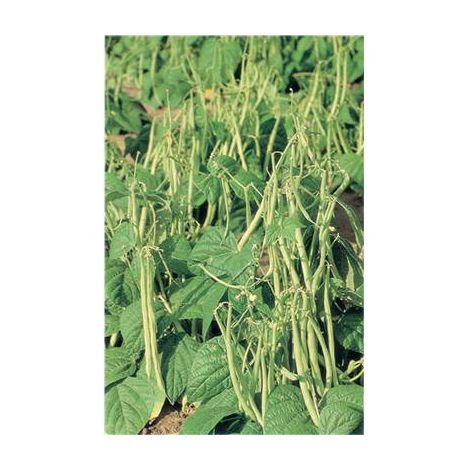 HARICOT NAIN DOMINAL - 150 G - GRAINES DE LÉGUMES