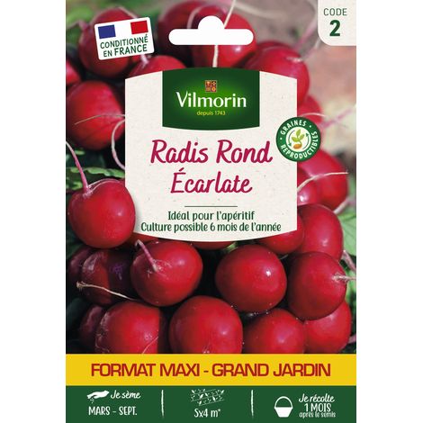 Vilmorin - Radis Rond Ecarlate GM (1/2)
