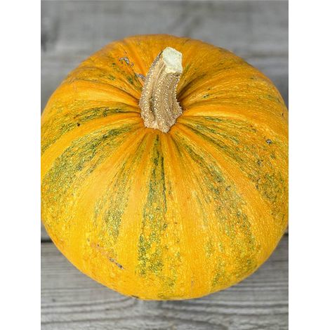 Courge 'Lady Godiva' le sachet de 8 graines (2.3g) (1/2)
