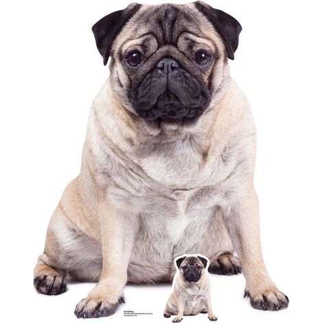 Figurine en carton Chien Carlin assis - Haut 128 cm (1/4)
