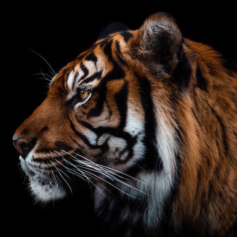 Tableau sur toile tigre de face 30x30 cm - Impression sur Toile Murale Décorative - Image imprimée en HD sur Toile - Toile sur Châssis en Bois FSC - Fabriqué en France (1/5)