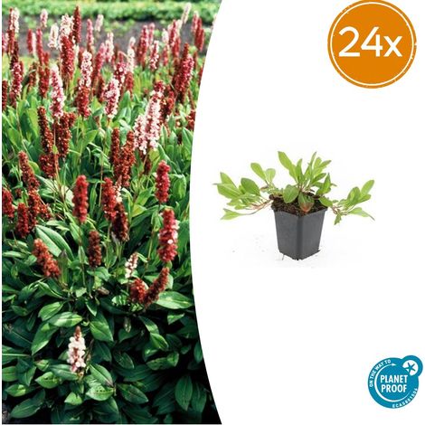 Lot de 24 Persicaria affinis 'Darjeeling Red' Vivace Couvre-sol Feuillage Rouge Rose Pot Ø 9 cm - PANGIVO (1/5)