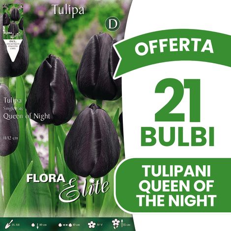 BULBI AUTUNNALI OFFERTA 21 BULBI TULIPANO QUEEN OF NIGHT BULBS BULBES