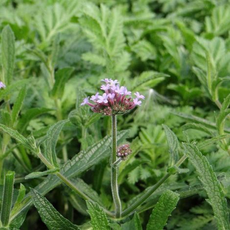 Verveine de Buenos-Aires Lollipop®/Pot de 3L - 20/40 cm (1/3)