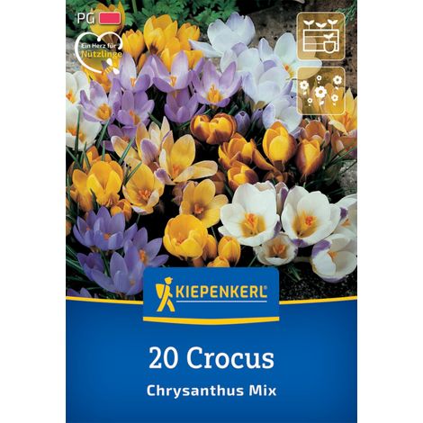 Kiepenkerl Herbstblumenzwiebel Krokus Mischung 20 Pflanzen (1/2)