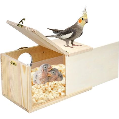 Nichoir à perruches et calopsittes en pin Naturel et Acrylique Transparent avec Planche en Bois Amovible pour inséparables, calopsittes, perruches, Conures, perroquets, Taille L (1/5)