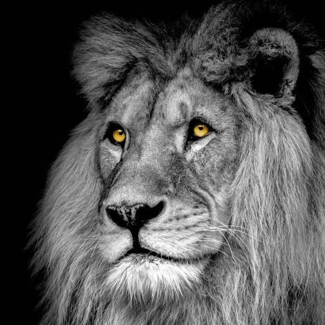 Tableau sur toile lion 65x65 cm - Impression sur Toile Murale Décorative - Image imprimée en HD sur Toile - Toile sur Châssis en Bois FSC - Fabriqué en France (1/5)