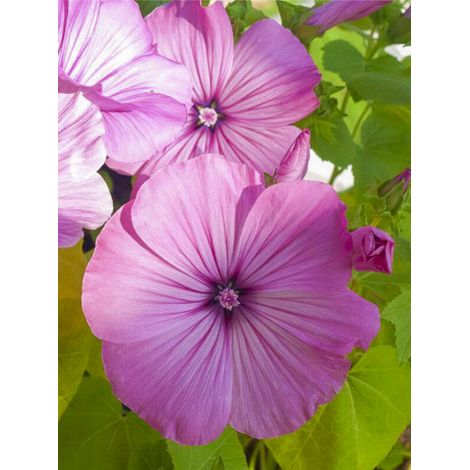 Lavatère annuelle 'Loveliness' le sachet de 550 graines (5g) (1/2)