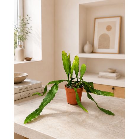 Gardenaria Epiphyllum fruhlingsgold - Pianta da interno ornamentale - Altezza: 33 cm (vaso 12) (1/5)