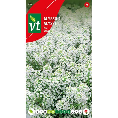 Alysse Tapis De Neige - Ca. 0,5 gr (Livraison Gratuite)