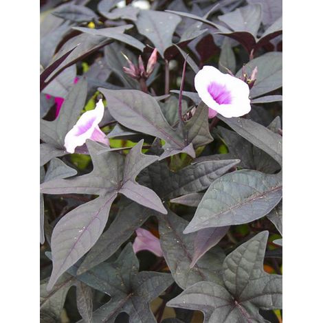 Patate douce 'Sweet Caroline Purple' Mini-motte Ø 3/4 cm, Livré en plant de 5 à 10 cm de hauteur (par 3)