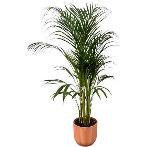 Palmier Areca Plante d'Intérieur avec Pot Fold Round Rose - Hauteur 110 cm - PANGIVO