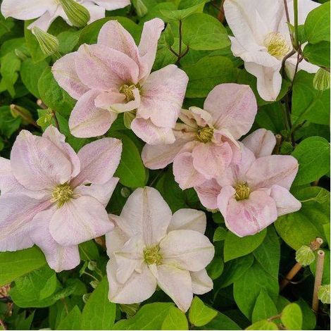 Clématite Innocent blush®/Pot de 2L - 60 cm (1/5)
