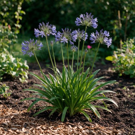 Agapanthe africanus 20cm Godet 9cm - Agapanthus (1/4)