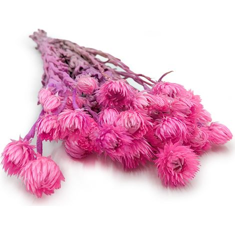 Flor de Kaaps - Phaenocoma prolifera - (Flor de paja del Cabo) - Rosa