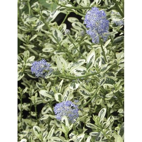 Céanothe de Santa Barbara, Lilas de Californie 'Cool Blue ' Pot de 1,5L/2L (1/4)