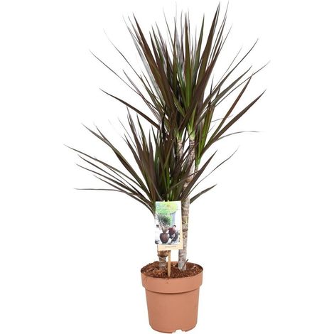 Dracaena Magenta Plante d’Intérieur Décorative Pot Ø 17 cm Hauteur 80 cm - PANGIVO (1/4)