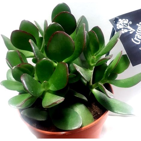 Planta Crasula Ovata O Arbol de Jade. Crassula
