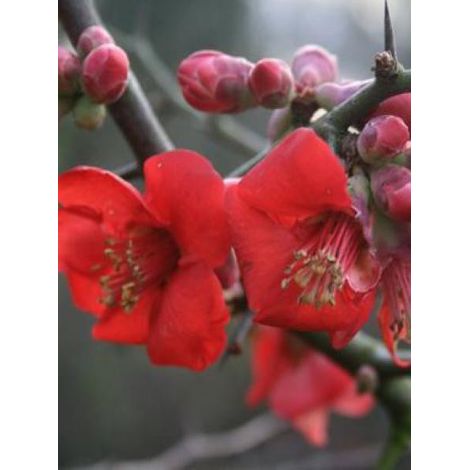 Cognassier du Japon 'Etna' Pot de 2L/3L (1/2)