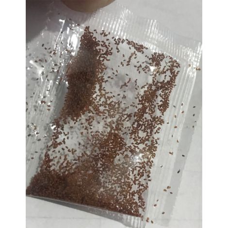 [Fraises Sucrées] Graines de Fraises Rouges Géantes - 100 Sachets pour Indoors & Balcony Garden (1/2)