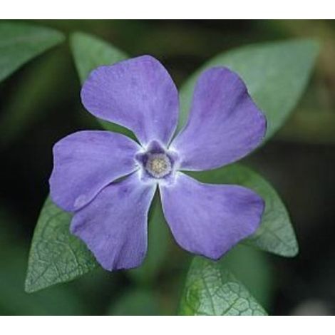6 x Vinca mineure 'La Grave' - PETITE PERIODPIMAN - pot 9 x 9 cm