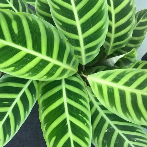 Calathea Zebrina in vaso da 19cm