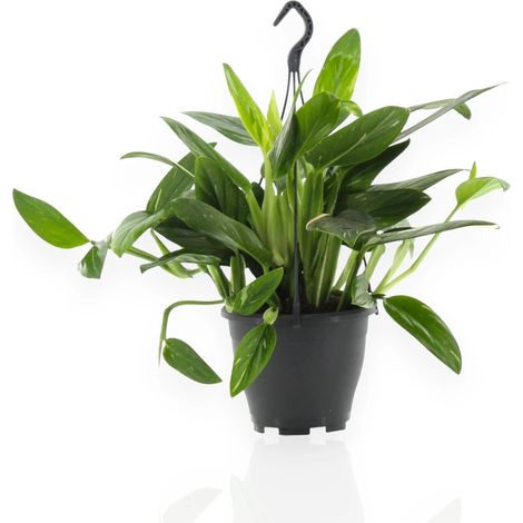 Gardenaria Philodendron 'Cobra' - Pianta da interno ornamentale - Altezza: 35 cm (vaso 14) (1/5)