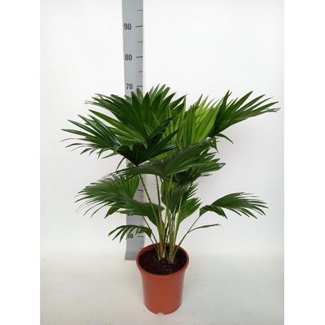 Palmier Livistona Rotundifolia Plante d'Intérieur Décorative Pot Ø17 cm Hauteur 70 cm - PANGIVO