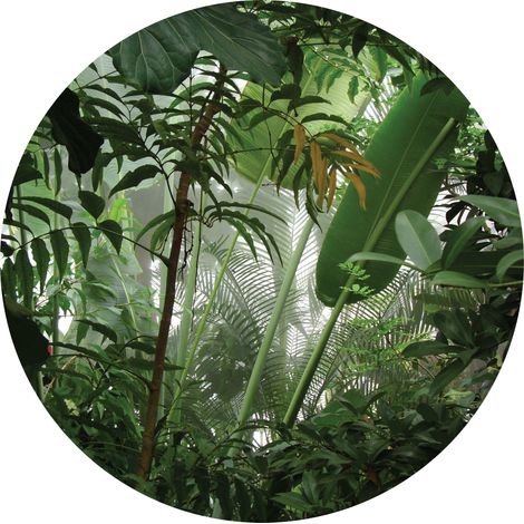 papier peint panoramique rond adhésif feuilles tropicales vert - Sanders & Sanders (1/5)